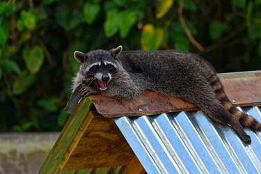 В США енот пробрался в церковь и сорвал богослужение (видео)