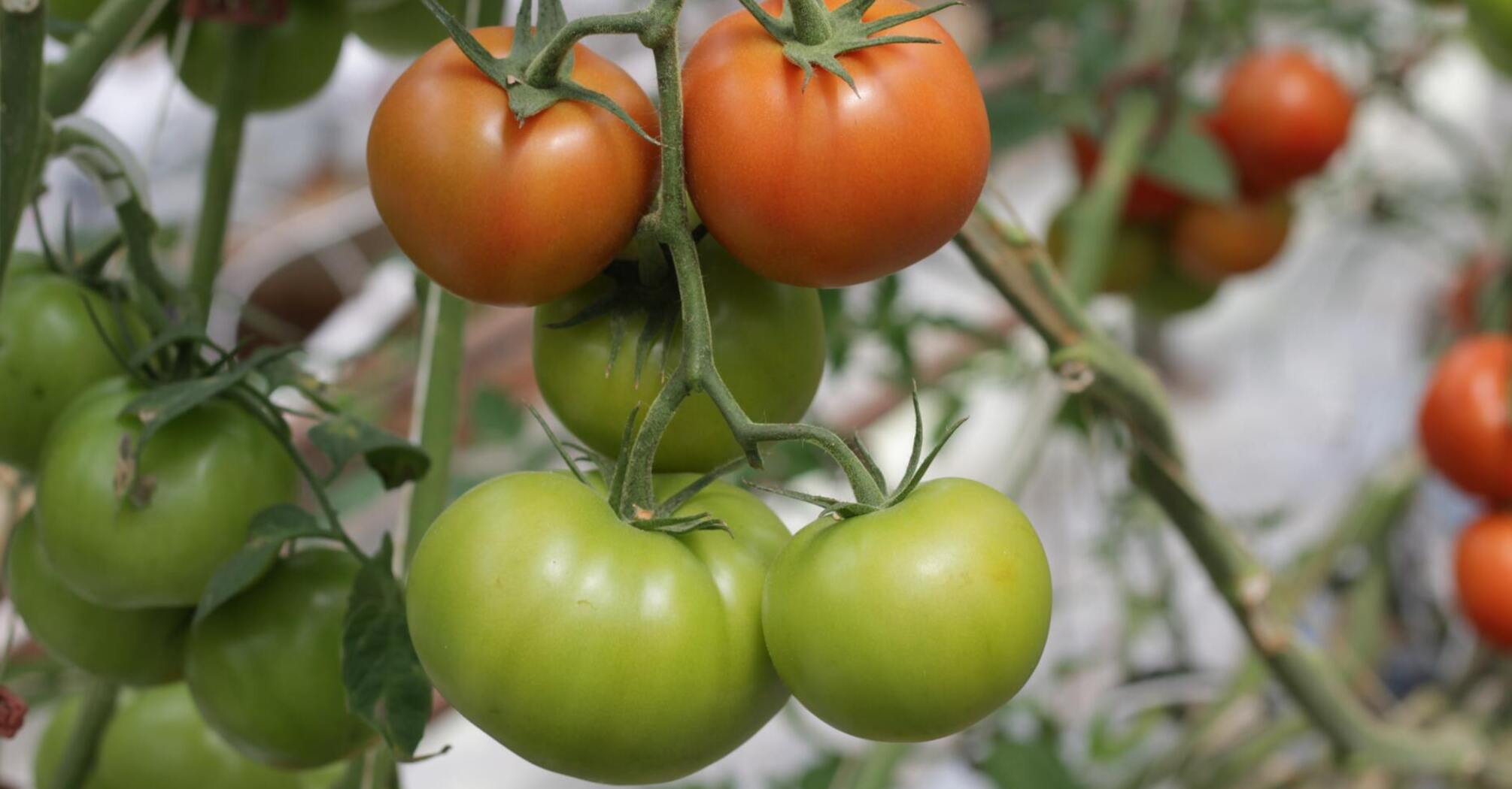 How to grow late tomatoes: three steps for efficient fruit ripening ...