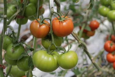 Increase the chance for tomatoes to ripen
