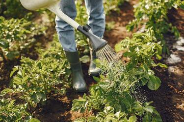 Tips for successful gardening