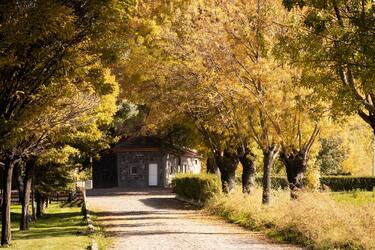 Деревья, которые защитят дом: как привлечь счастье и спокойствие