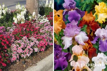 Садівники назвали 5 видів квітів, які варто посадити в кінці серпня