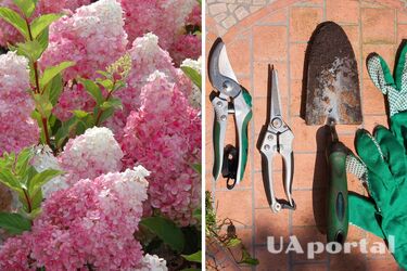 Как посадить и вырастить ванильно-клубничные гортензии: советы садоводов