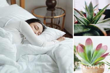 Що покращує сон - кімнатні рослини, які зміцнюють сон