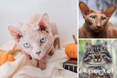 Гіпоалергенні кішки - найкращі породи котів для алергіків - які кішки не викликають алергію