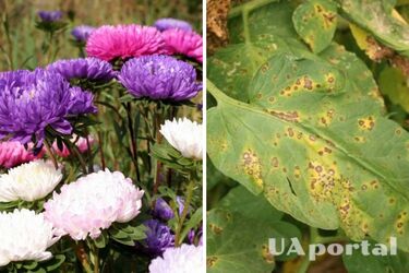 Садівники назвали ефективний метод підгодівлі айстр, якщо жовтіє листя