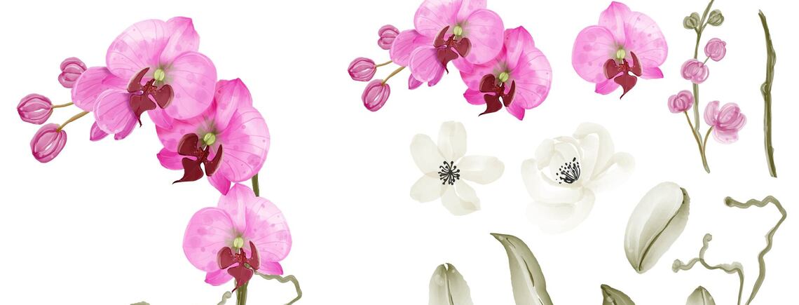 Как орхидеи могут влиять на человека