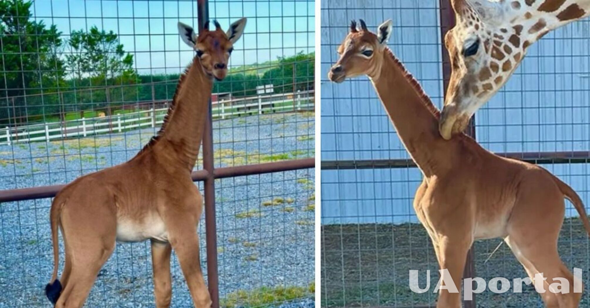 The world's only giraffe without spots was born in a zoo in the United States: what it looks like (video)