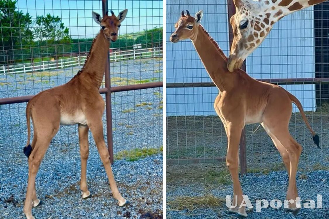 The world's only giraffe without spots was born in a zoo in the United States: what it looks like (video)