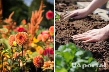Plant dahlias now to flood the garden with bright colours in autumn