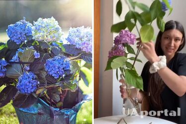 Подрезайте гортензии в вазе дважды, чтобы продлить срок 'жизни' букета: советы флористки