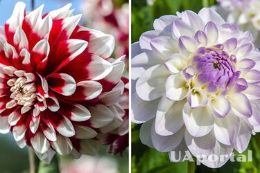 When and how to dig up dahlias: gardening tips
