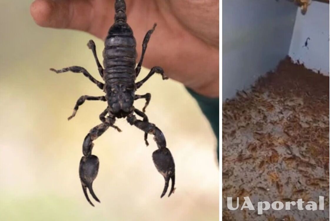 В здании мужчина нашел тысячи скорпионов (жуткое видео)