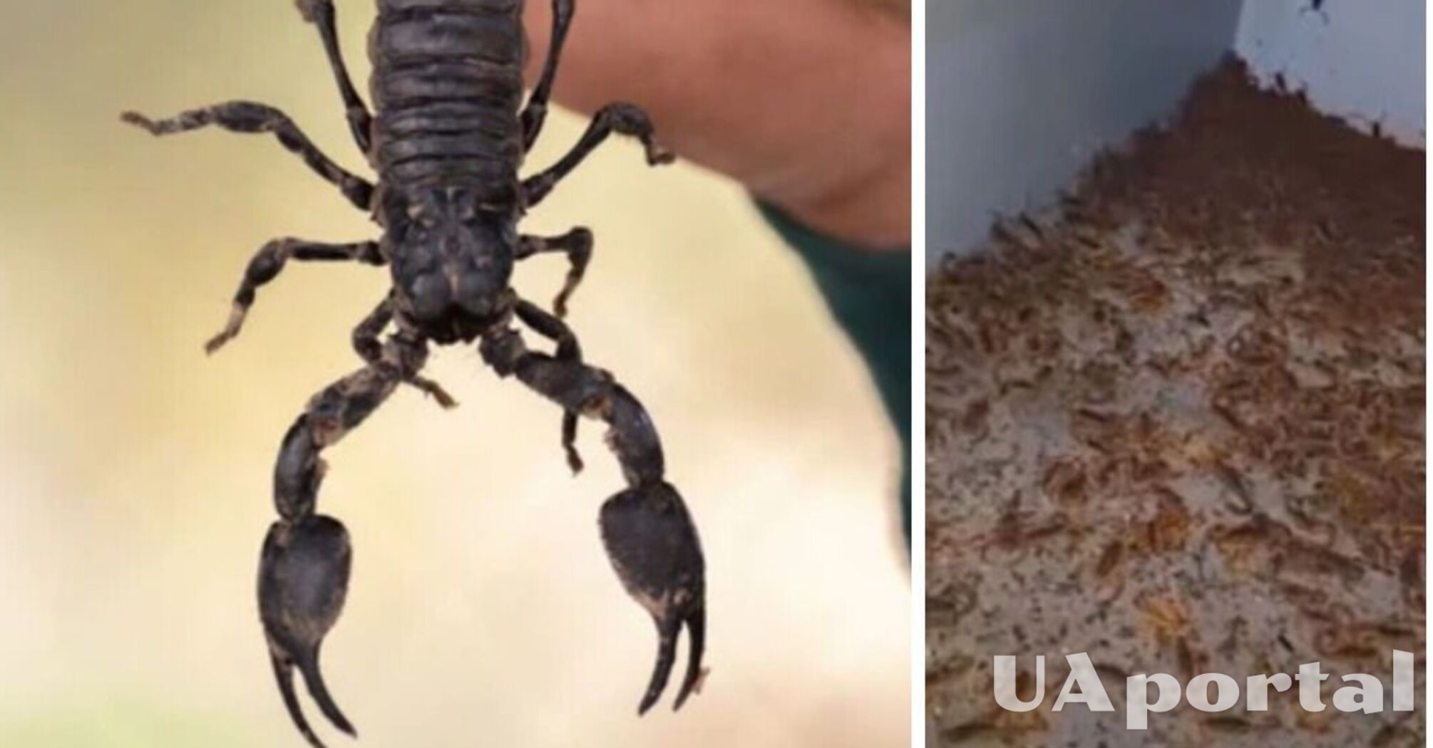 A man found thousands of scorpions in a building (creepy video)