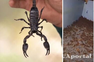 В здании мужчина нашел тысячи скорпионов (жуткое видео)