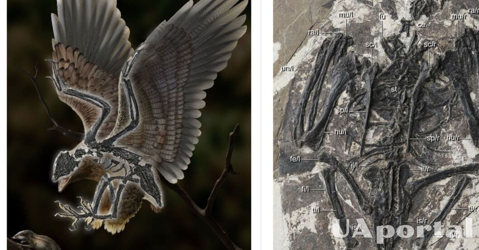 В Китае нашли окаменевший скелет птицы в возрасте 120 миллионов лет