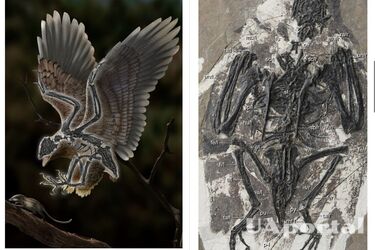 В Китае нашли окаменевший скелет птицы в возрасте 120 миллионов лет