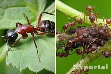 Ants in the garden: how to get rid of pests with one fruit