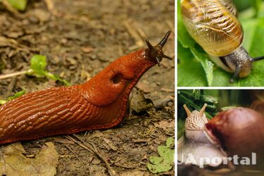 Как избавиться от улиток на капусте в домашних условиях - как бороться с улитками дома