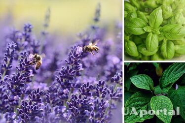 З яких трав можна робити заспокійливий чай - які цілющі рослини вирощують у квартирі