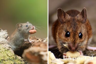 Как избавиться от мышей - какой запах боятся мыши - как вывести мышей из дома народными методами