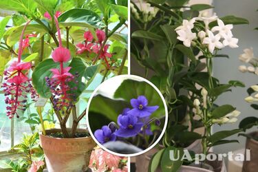 Кімнатні рослини, які цвітуть яскраво і довго - квітучі кімнатні рослини