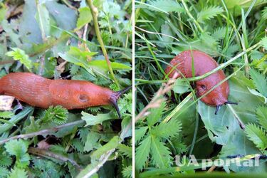 Київ заполонили коричневі слимаки довжиною до 18 см (фото)