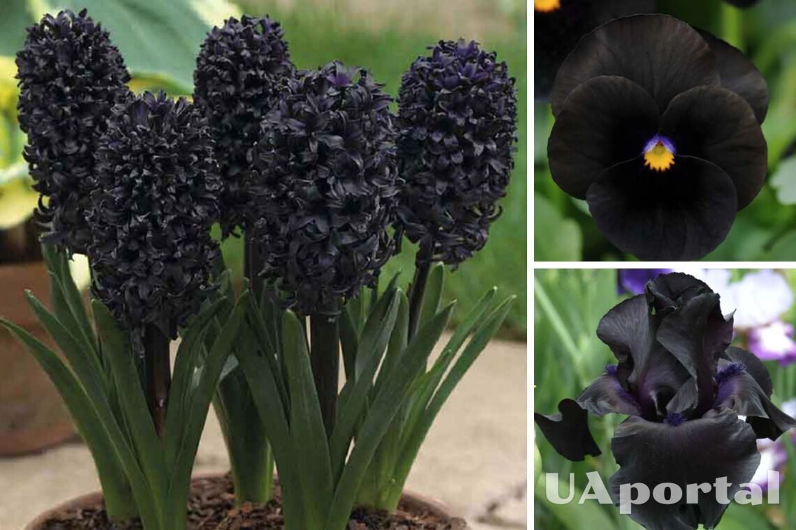 Подраздел 3: Уход за растением B