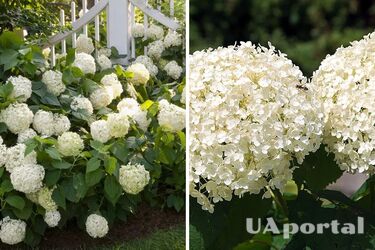 Gardeners named three secrets of successful cultivation of snow-white hydrangeas