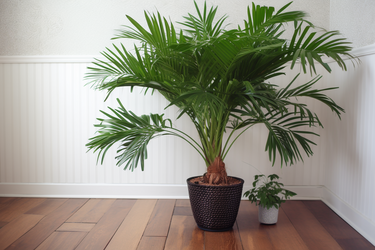 Розміщення пальми вдома згідно прикметам