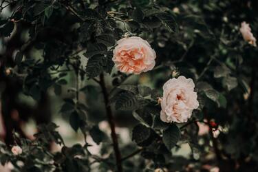 Як успішно вирощувати півонії: від підбору вида до вирішення розповсюджених проблем