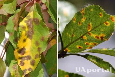 Шкідники та гербіциди: садівники назвали 5 причин пожовтіння листя яблуні