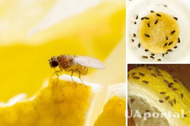 Найпростіші способи позбутися мошок в оселі