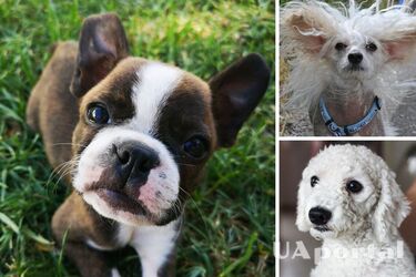 Гипоаллергенные породы собак, которые не вызывают аллергию - Какая порода собак подходит аллергикам