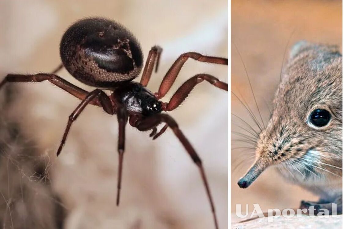 Spider caught on video for the first time attacking and eating a shrew