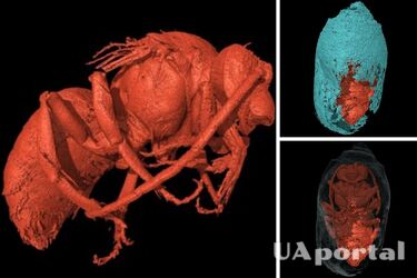 Hundreds of mummified bees that lived in the time of the pharaohs found in Portugal (photo)