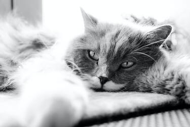 What do the signs say about the death of a cat in the house