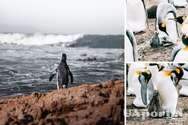 10 тисяч маленьких імператорських пінгвінів трагічно загинули в Антарктиді (фото)