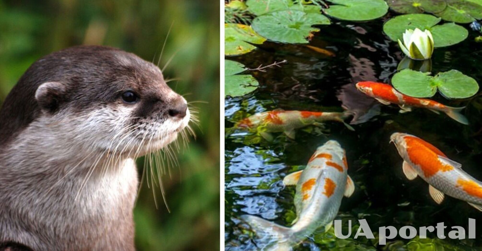 In the UK, an otter robbed an expensive hotel for 126 thousand dollars (video)