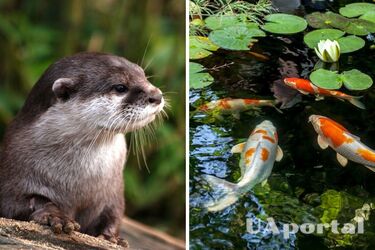 У Великій Британії видра пограбувала дорогий готель на 126 тисяч доларів (відео)