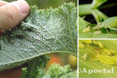 Як приготувати дієвий засіб від попелиці з харчовою содою