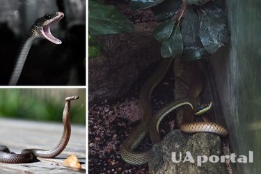 How to deal with snakes - what helps from snakes