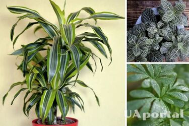 Які кімнатні рослини приносять гроші, щастя та удачу