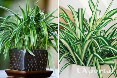 Як правильно поливати хлорофітум - Що любить хлорофітум та як виглядає рослина хлорофітум