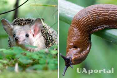 Їжаки почали більше хворіти через слимаків: що сталося