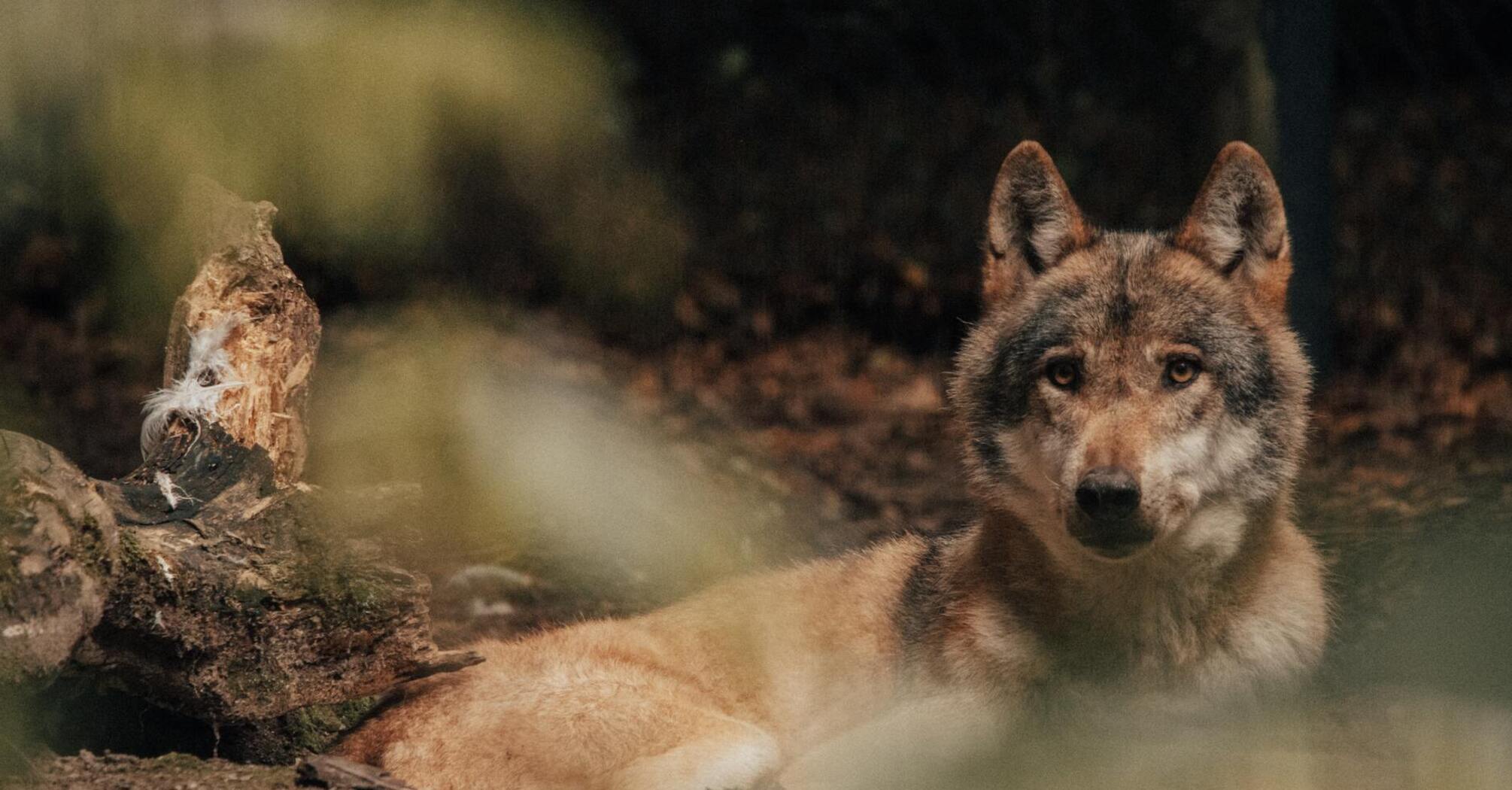 Всего один волк помог возродить целую лесную экосистему в США: подробности