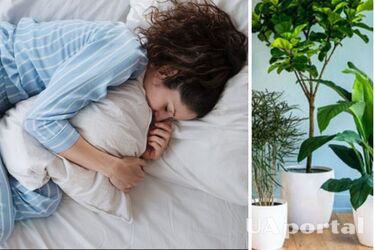 Возникнут проблемы со сном: какие цветы нельзя ставить в спальне