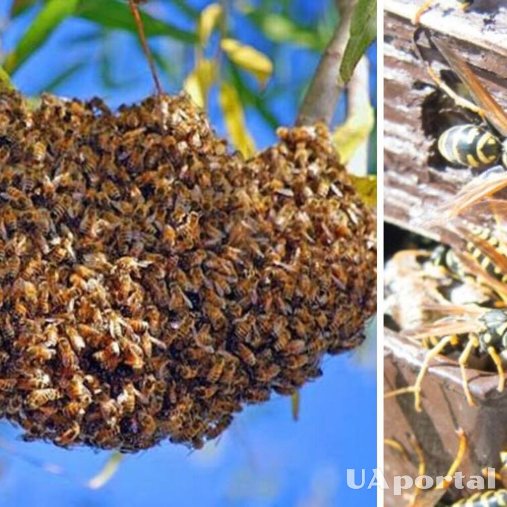 Accidentally hit by a swarm of hornets: insects killed a man in Poltava region