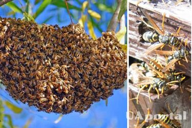 Accidentally hit by a swarm of hornets: insects killed a man in Poltava region