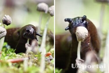 A voracious slug that completely eats a mushroom was caught on video